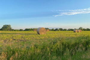 Field with hay bales