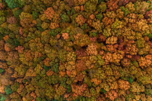 Top view of autumn trees